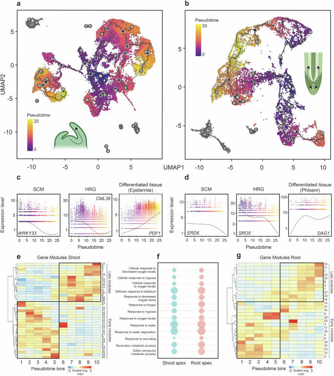 Fig. 3: Pseudotime analysis reveals early activation of hypoxia-associated transcriptional signatures along the differentiation trajectory.