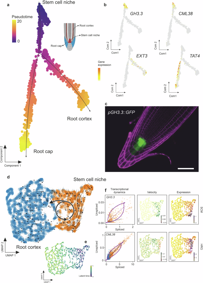 Fig. 4: SCMs and HRGs show similar transcriptional dynamics in the root apical meristem.