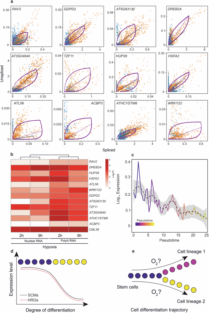 Fig. 5: Hypoxia-responsive genes might be important regulators of cell fate in the root apical meristem.