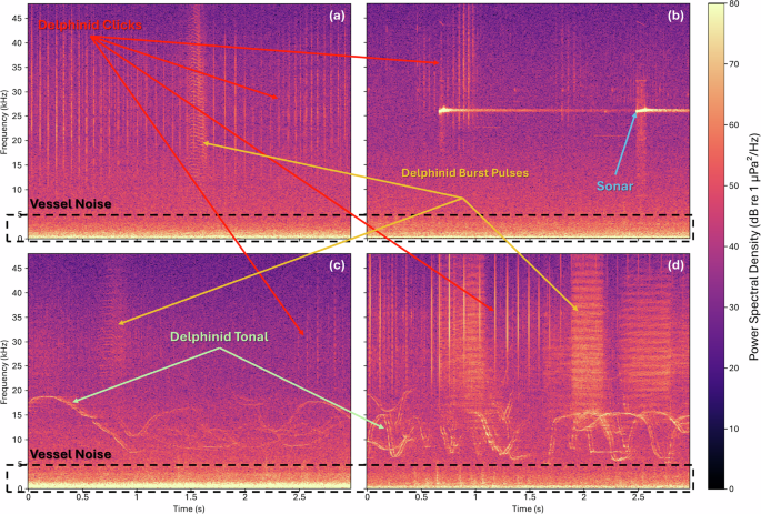 Fig. 7: Examples of co-occurring underwater acoustic events in linear frequency spectrograms.