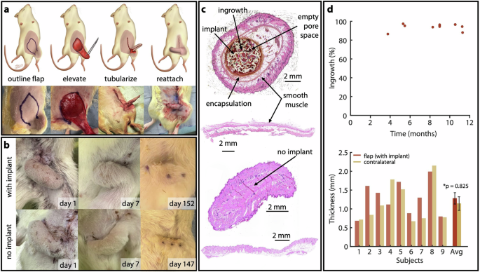 Fig. 3: Surgical design, post-op follow-up, and histological analysis from animal study.