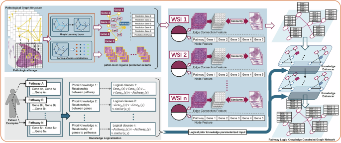 Fig. 1: Logic-constrained framework for pathway analysis from whole-slide pathology images.
