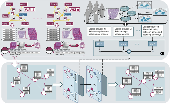 Fig. 3: The KePathGraph framework implements a logical regularization method for pathway prior knowledge.