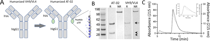 Fig. 1: Structure and characterization of the human IgGκ1-peptide fusion AT-02.