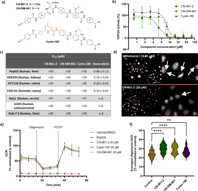 Fig. 1: CYS demonstrates general safety in cytotoxicity and genotoxicity assays, with a mild effect on uncoupling the mitochondrial electron transfer chain (ETC).