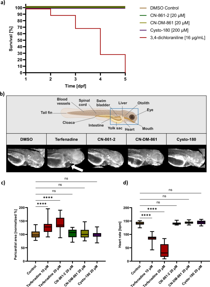 Fig. 3: In vivo toxicity evaluation of CYS in zebrafish embryos revealed no abnormalities in development or cardiac function.
