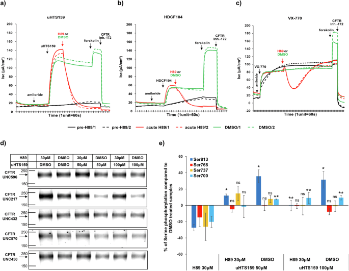 Fig. 6: Wildtype CFTR activation and R-domain phosphorylation by novel CFTR activators.