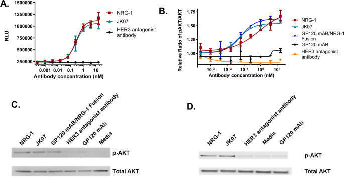 Fig. 3: JK07 HER4 Agonism Functional Assessment.