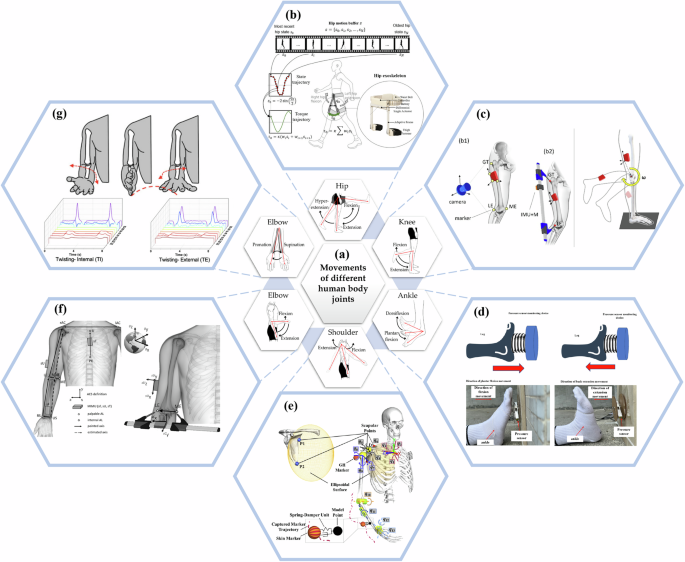 Fig. 4: Joint movements and their characteristics in key body regions.