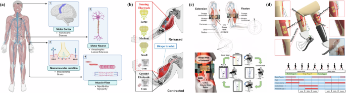 Fig. 5: Formation and control of human muscle activity.