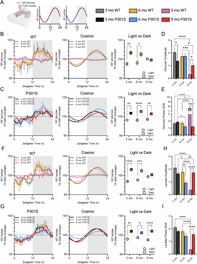 Fig. 3: Tau pathology preserves interstitial fluid (ISF) glucose and lactate rhythms in the hippocampus.