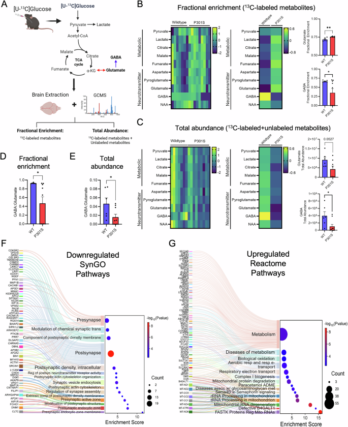 Fig. 4: Tau pathology shunts glucose towards glutamate production while upregulating metabolic pathways.
