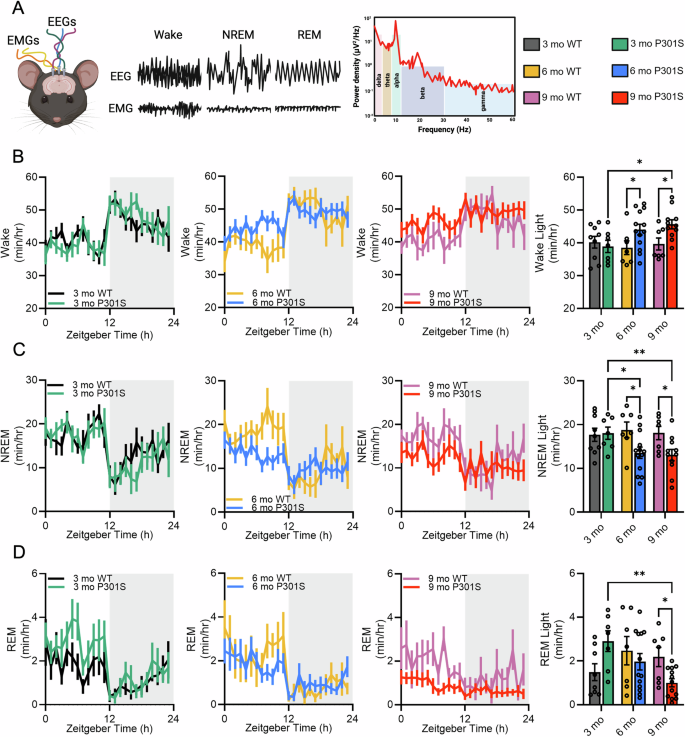 Fig. 5: Tau pathology reduces time spent in NREM and REM during the light period.