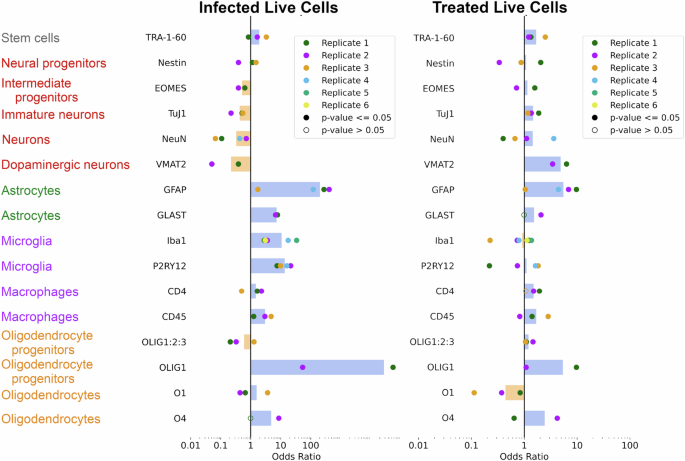 Fig. 5: Cell type enrichment or depletion from HSV-1-infected or treated 2D dcOrgs.