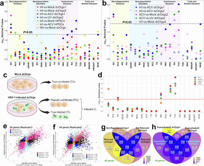 Fig. 6: Analyses of DEGs using RNA-seq data from infected or treated dcOrgs and hiPSCs.