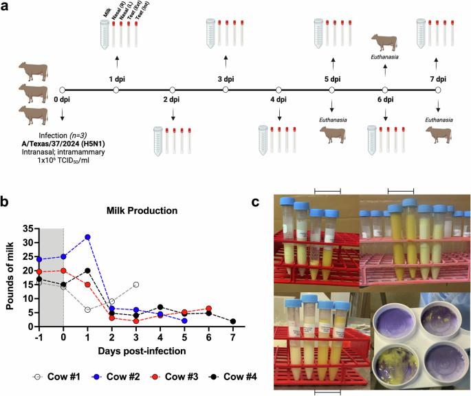 Fig. 1: Reduced milk production following H5N1 inoculation.