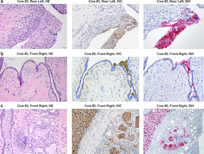 Fig. 6: Histopathologic evaluations of the mammary gland and teat revealed mastitis with ductitis, and teat cisternitis.