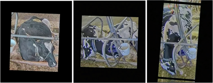 Fig. 3: Examples of spatial and photometric augmentations applied to cow detection frames.