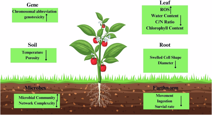 Microplastics and plant health: a comprehensive review of sources,  distribution, toxicity, and remediation | npj Emerging Contaminants