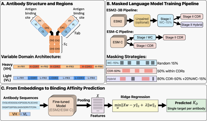 Fig. 1: Overview of antibody-specific masked language model training and downstream binding prediction pipeline.