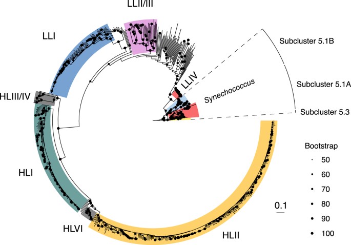 Figure 2: Maximum Likelihood phylogeny of cyanobacterial genomes.