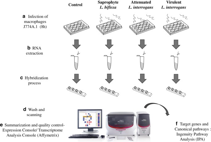 Figure 1: Illustration of experimental design.