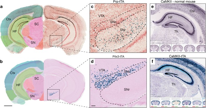 substantia nigra mouse