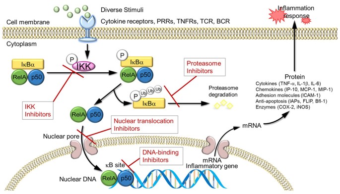 NF-κB signaling in | Signal Transduction and Targeted Therapy