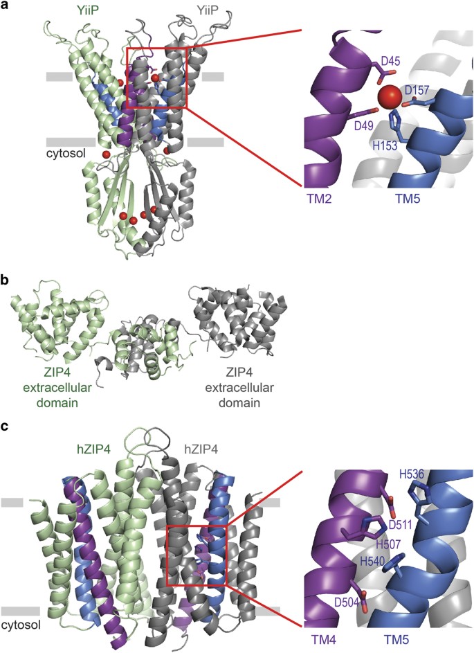 The Emerging Role Of Zinc Transporters In Cellular Homeostasis And Cancer Signal Transduction And Targeted Therapy The Emerging Role Of Zinc Transporters In Cellular Homeostasis And Cancer Signal Transduction And Targeted Therapy