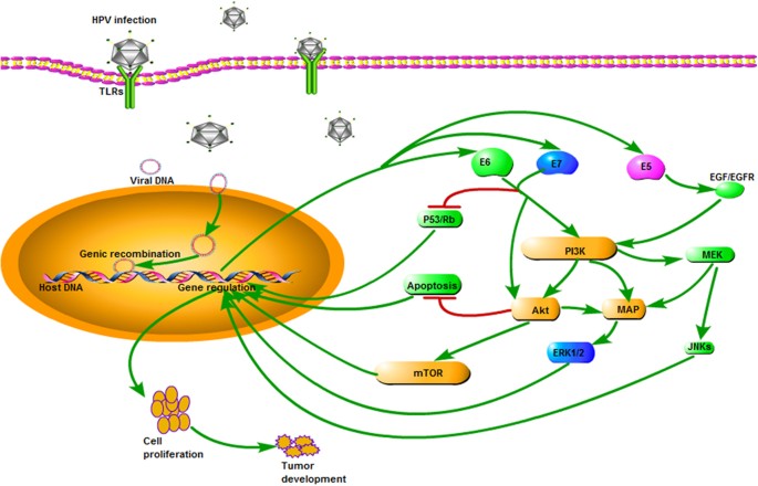 hpv cancer pathway human papillomavirus vaccine target
