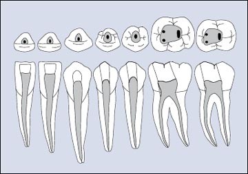 Endodontics: Part 4 Morphology of the root canal system | British Dental  Journal