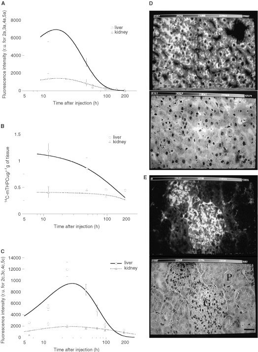 In-vivo validation imaging of a hamster cheek pouch: (A) fluorescence
