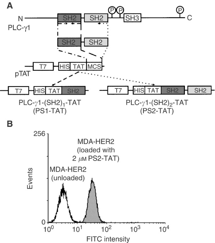 Antitumour Effects Of Plc G1 Sh2 2 Tat Fusion Proteins On Egfr C Erbb 2 Positive Breast Cancer Cells British Journal Of Cancer Antitumour Effects Of Plc G1 Sh2 2 Tat Fusion Proteins On Egfr C Erbb 2 Positive Breast Cancer Cells British Journal Of Cancer