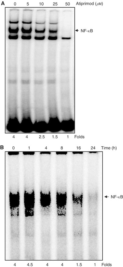 Atiprimod Blocks Stat3 Phosphorylation And Induces Apoptosis In Multiple Myeloma Cells British Journal Of Cancer