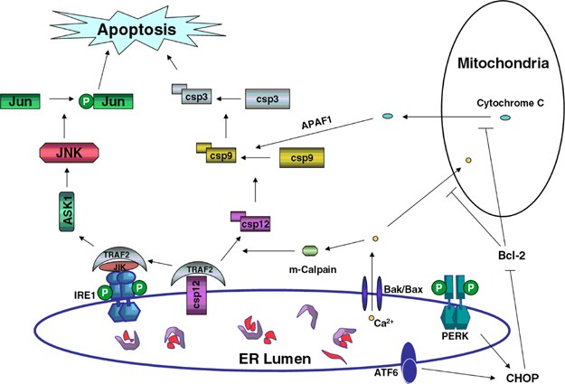 From acute ER stress to physiological roles of the Unfolded Protein  Response | Cell Death & Differentiation