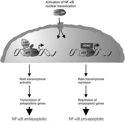 Signals from within: the DNA-damage-induced NF-κB response | Cell Death &  Differentiation