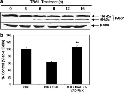 hpv virus stamm 16