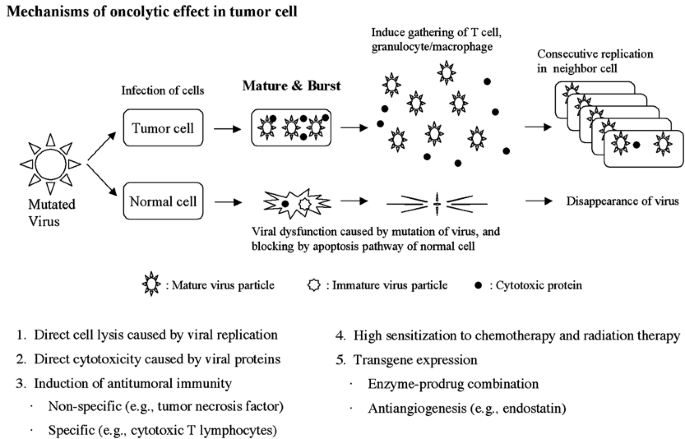 The Potential Of Oncolytic Virus Therapy For Pancreatic Cancer Cancer Gene Therapy