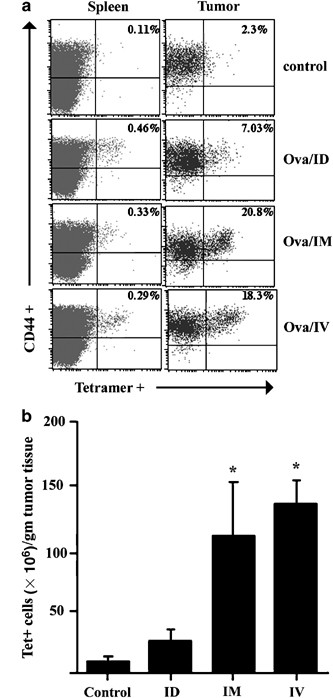 Vaccination With Liposome Dna Complexes Elicits Enhanced Antitumor Immunity Cancer Gene Therapy