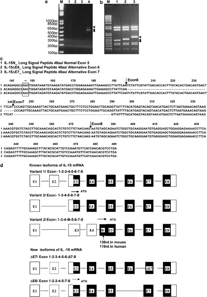 Novel Il 15 Isoforms Generated By Alternative Splicing Are Expressed In The Intestinal Epithelium Genes Immunity