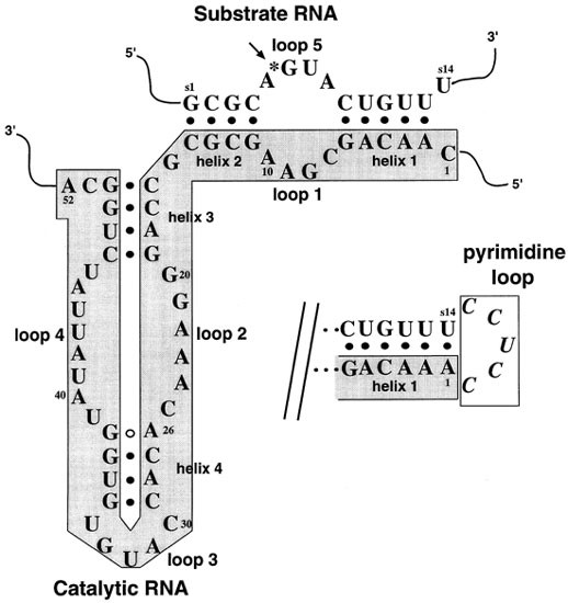 hairpin ribozyme