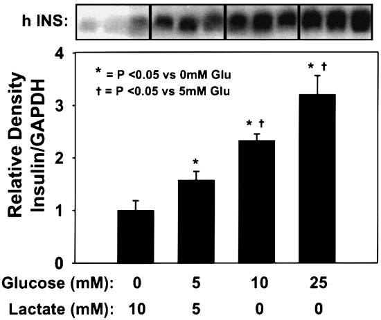 Glucose regulated production of human insulin in rat hepatocytes
