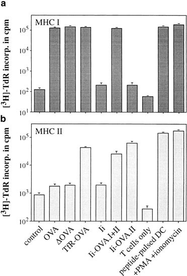Mhc Class Ii Presentation Of Endogenously Expressed Antigens By Transfected Dendritic Cells Gene Therapy Mhc Class Ii Presentation Of Endogenously Expressed Antigens By Transfected Dendritic Cells Gene Therapy