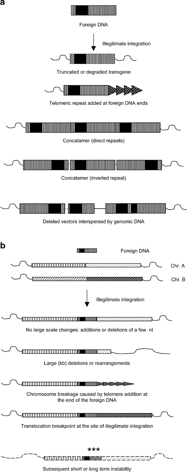 Illegitimate DNA integration in mammalian cells | Gene Therapy