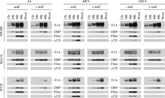 5 Fluorocytosine Increases The Toxicity Of Wnt Targeting Replicating Adenoviruses That Express Cytosine Deaminase As A Late Gene Gene Therapy