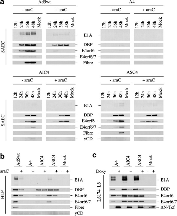5 Fluorocytosine Increases The Toxicity Of Wnt Targeting Replicating Adenoviruses That Express Cytosine Deaminase As A Late Gene Gene Therapy