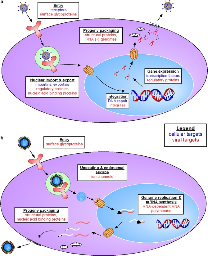 Antiviral RNAi therapy: emerging approaches for hitting a moving target |  Gene Therapy