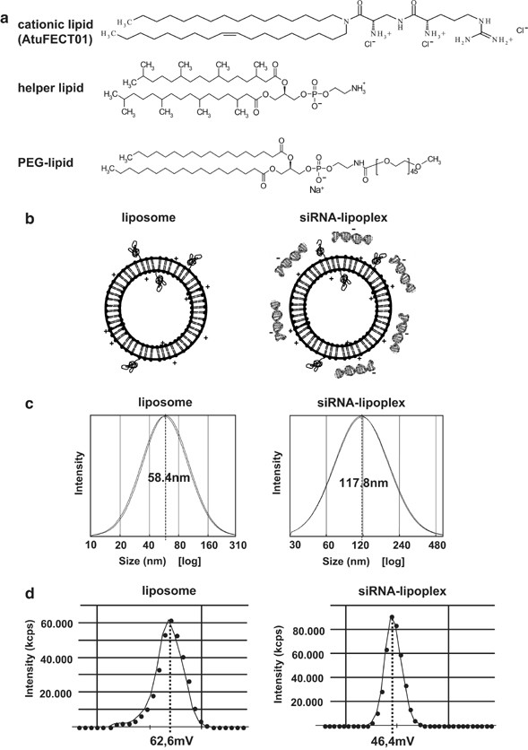 A Novel Sirna Lipoplex Technology For Rna Interference In The Mouse Vascular Endothelium Gene Therapy