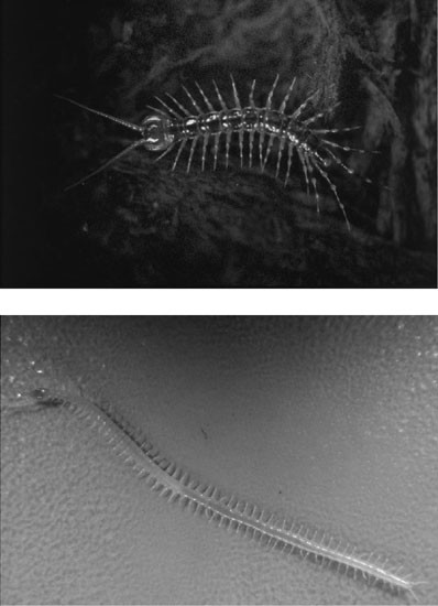 figure1