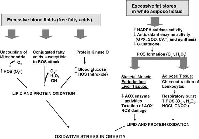 glutathione and obesity Biomarkers and potential mechanisms of obesity-induced oxidant stress in humans